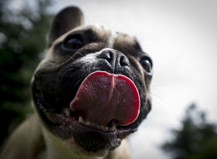 Fotografi af kæledyr