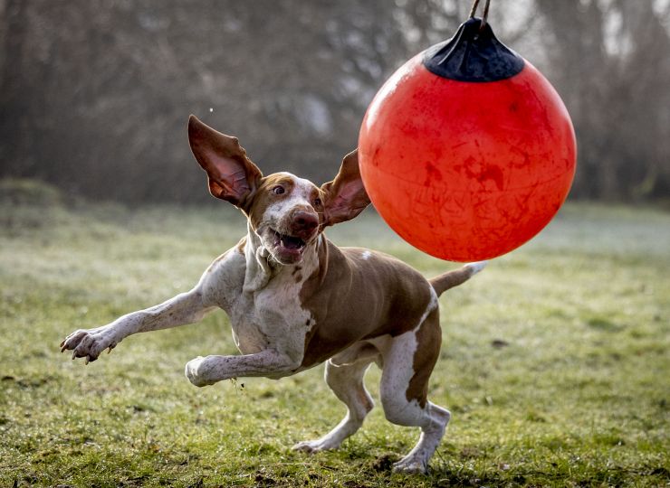 Fotografi af kæledyr
